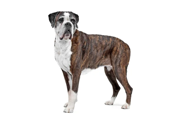 Velho cão boxer — Fotografia de Stock