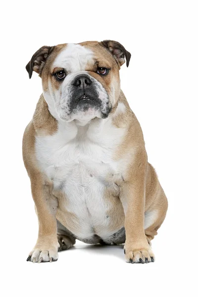 İngilizce Bulldog — Stok fotoğraf