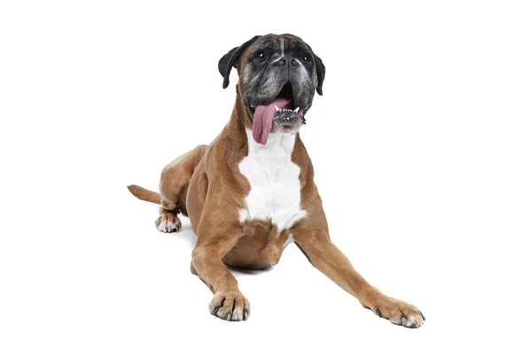 Velho cão boxer — Fotografia de Stock