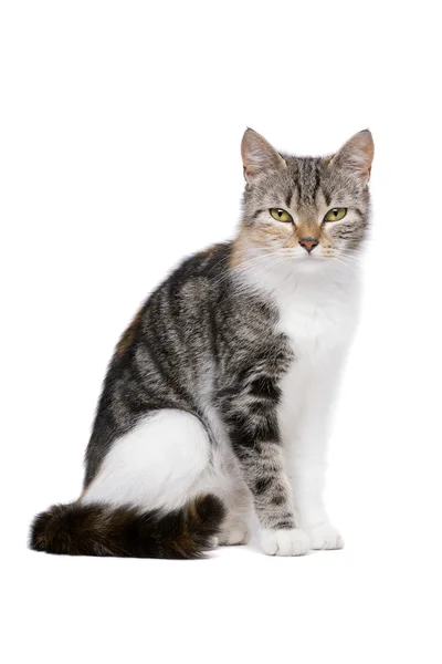 유럽-쇼트헤어 고양이 — 스톡 사진