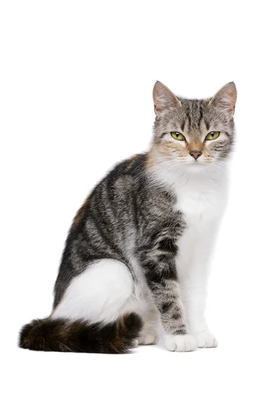 Europäische Kurzhaarkatze — Stockfoto