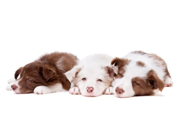 Drie Bordercollie pups — Stockfoto