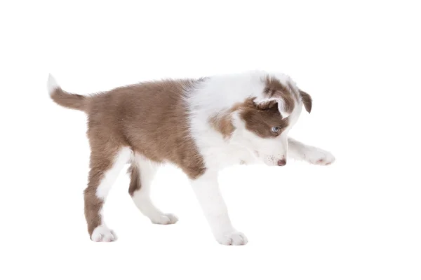 Grens Collie puppy — Stockfoto