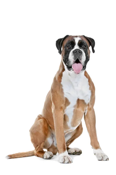 Velho cão boxer — Fotografia de Stock