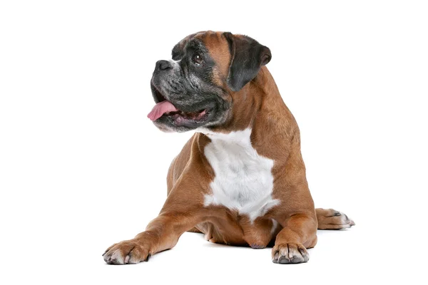 Boxer dog — Stock Photo, Image