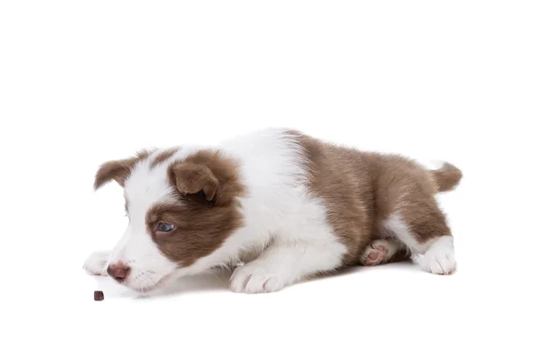 Border Collie cucciolo — Foto Stock