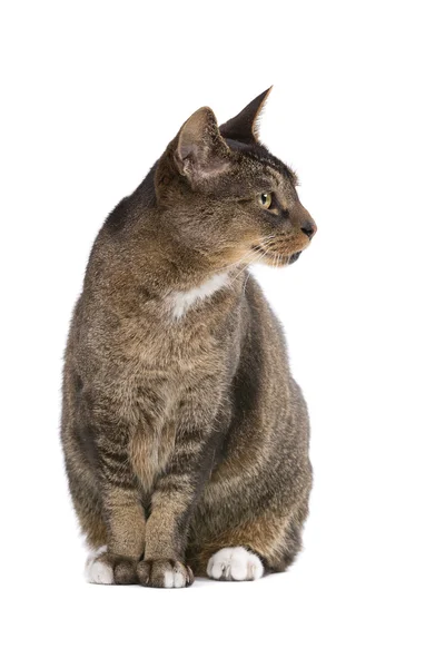 Europäische Kurzhaarkatze — Stockfoto