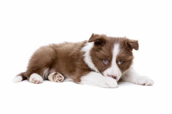 Border Collie cucciolo — Foto Stock