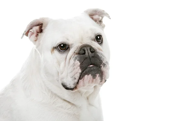 İngilizce Bulldog — Stok fotoğraf