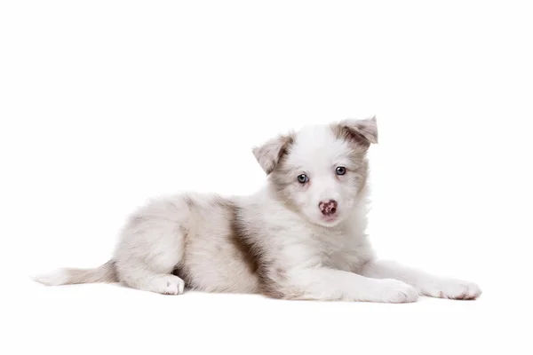 Border Collie สุนัขลูกสุนัข — ภาพถ่ายสต็อก