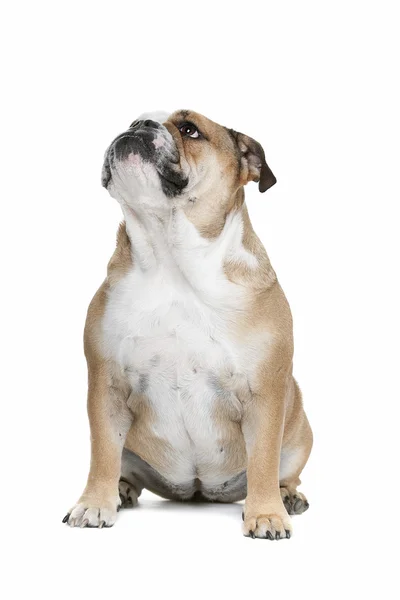 Bulldog inglese — Foto Stock