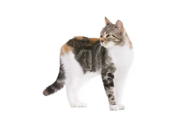 Európai-Rövidszőrű macska — Stock Fotó