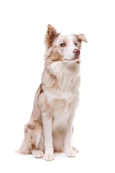 Бордер Коллі собака — стокове фото