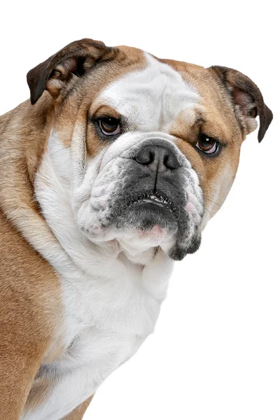 Engelse Bulldog — Stockfoto