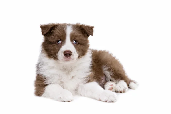 Border Collie cucciolo — Foto Stock