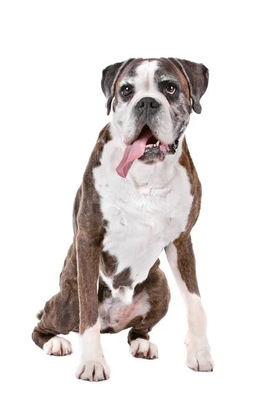 Oude boxer hond — Stockfoto