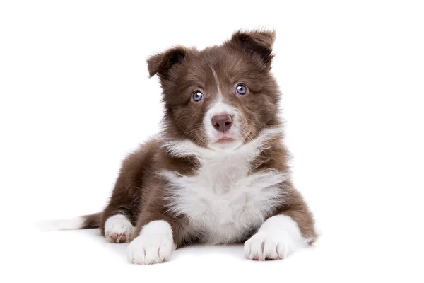 Border Collie Welpe — Stockfoto