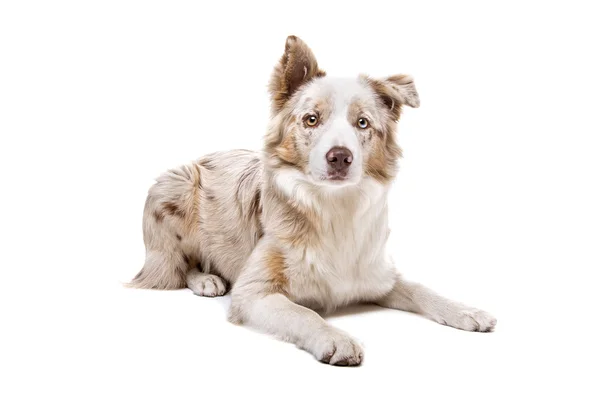 Border Collie Hund — Stockfoto