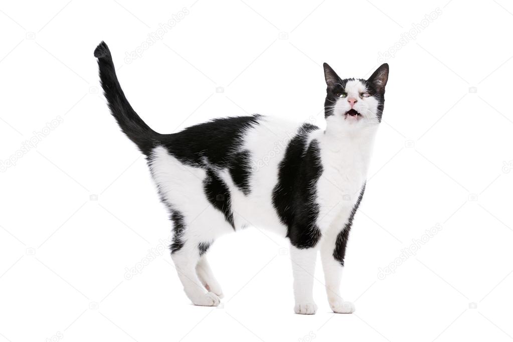 Chat A Poil Court Europeen Image Libre De Droit Par Eriklam C Chat A Poil Court Europeen Image Libre De Droit Par Eriklam C