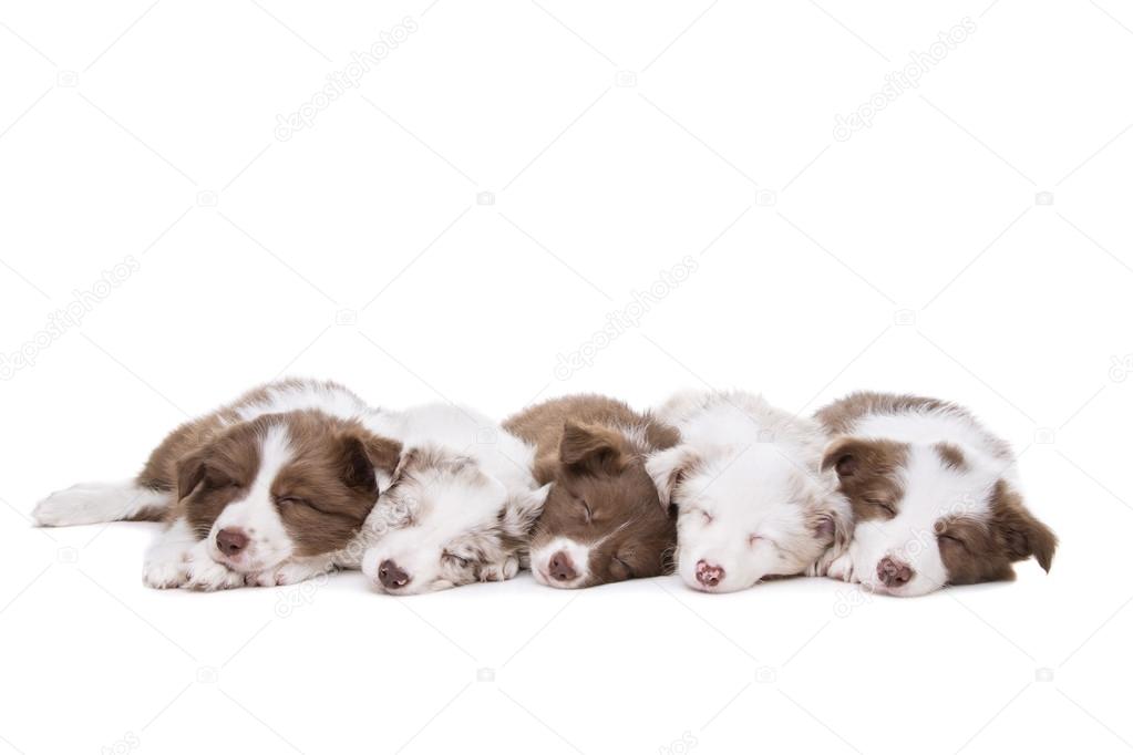 Five border collie puppies