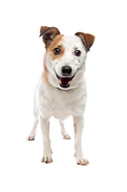 sevimli köpek Studio poz