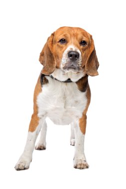 şirin beagle köpek