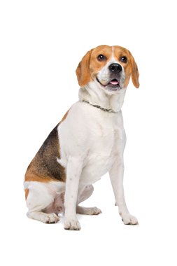 sevimli köpek Studio poz