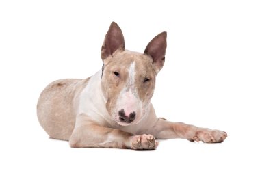 boğa korkunç köpek