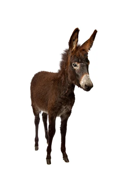 Young donkey standing — Stock Photo, Image