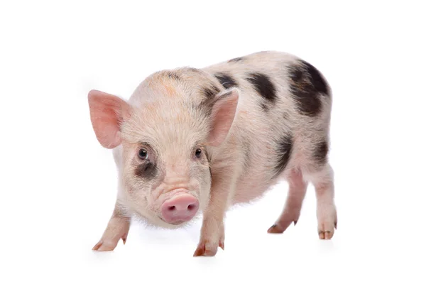 粉红色的黑点小型猪 — 图库照片