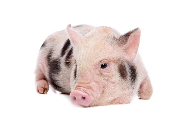 Pink with black spots miniature pig — Stock Photo, Image