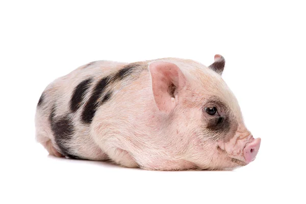 Pink with black spots miniature pig — Stock Photo, Image