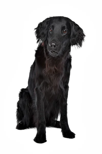 Flat coated Retriever — Stockfoto