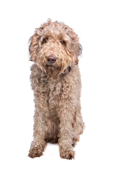 Söta labradoodles hund — Stockfoto