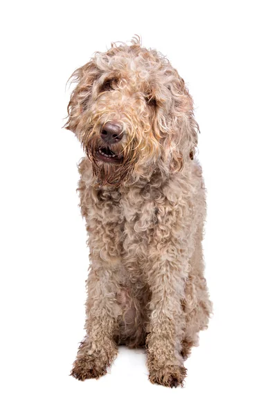 Söta labradoodles hund — Stockfoto