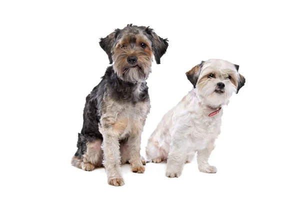 Twee honden poseren in studio — Stockfoto