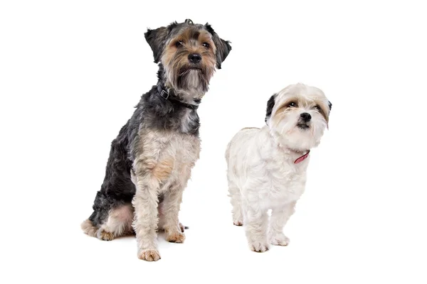 Two dogs posing in studio — Stock Photo, Image