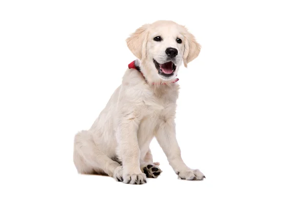 Golden retriever köpeği — Stok fotoğraf