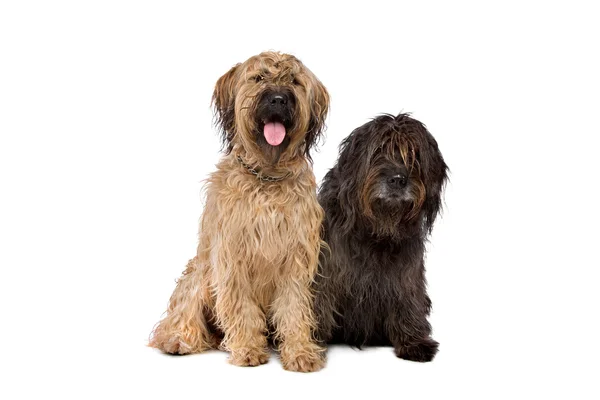 Две собаки позируют в студии — стоковое фото