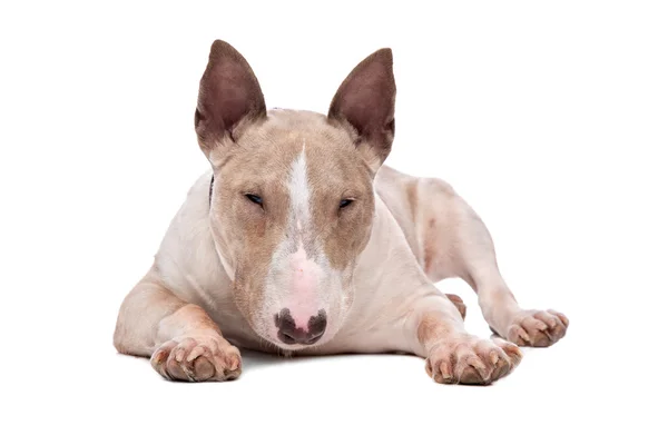 Bull terrier pies — Zdjęcie stockowe