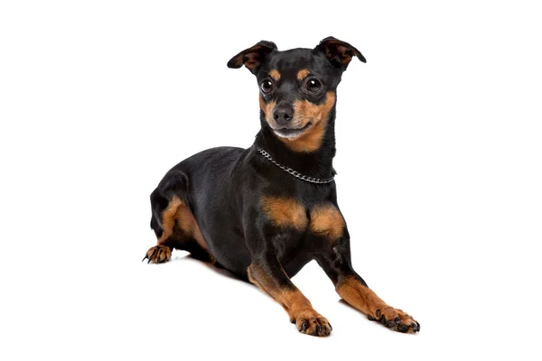 Cute dog posing in studio — Stock Photo, Image