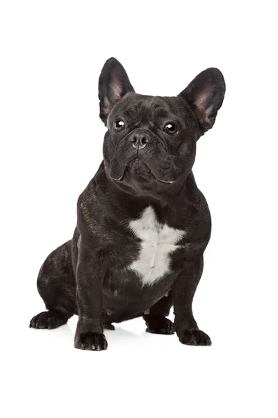 Fekete-fehér francia bulldog — Stock Fotó