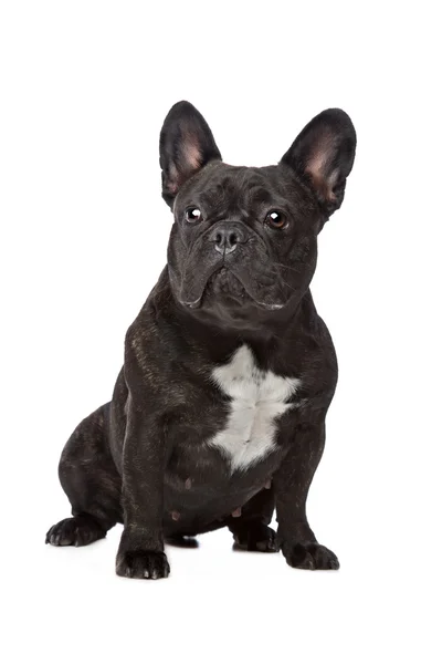 Black and white french bulldog — Stock Photo, Image