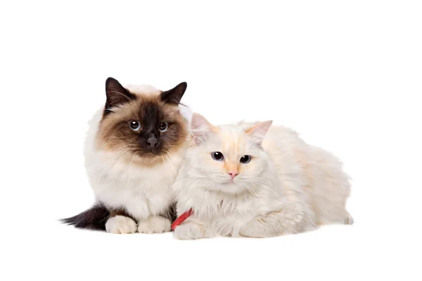 Cats posing in studio — Stock Photo, Image