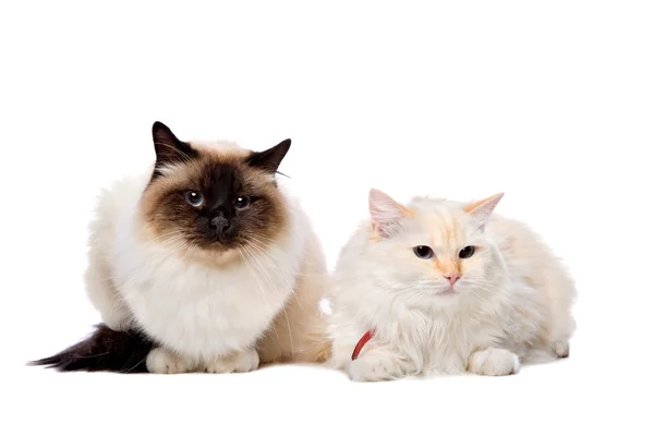 Cats posing in studio — Stock Photo, Image