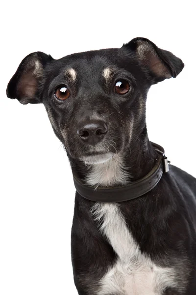 Aranyos fekete kutya — Stock Fotó