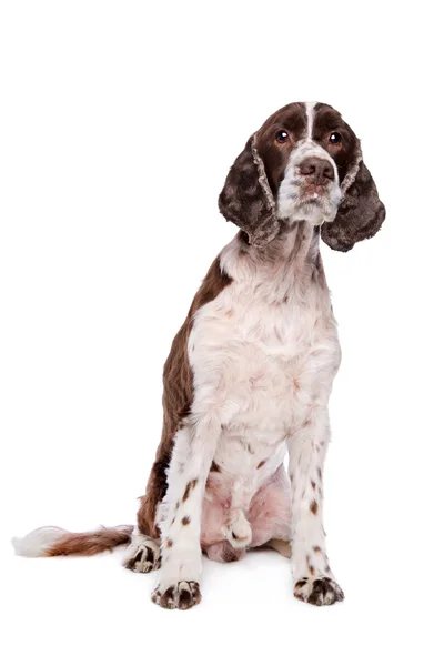 Cocker spaniel angielski — Zdjęcie stockowe