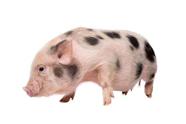Miniature Pig Images Royalty Free Stock Miniature Pig Photos Pictures Depositphotos Miniature Pig Images Royalty Free Stock Miniature Pig Photos Pictures Depositphotos