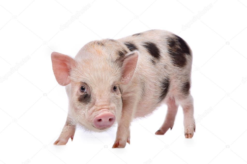 pink with black spots miniature pig
