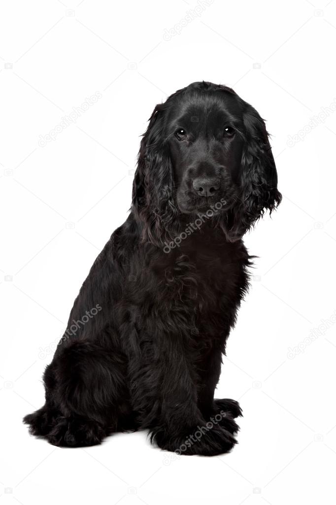 cocker spaniel svart cocker spaniel svart